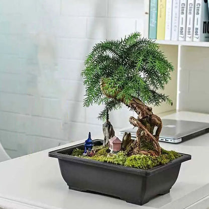 Plant Pots Bonsai Flower Succulent Planter Indoor