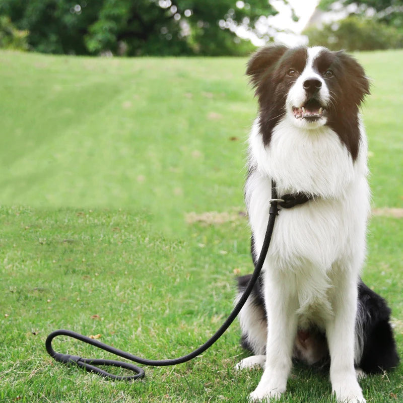 Nylon Dog Training Leash for Small & Medium Dogs