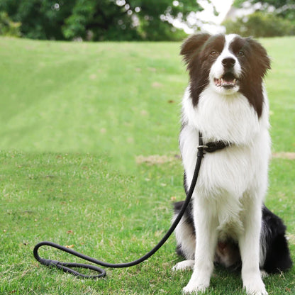 Nylon Dog Training Leash for Small & Medium Dogs