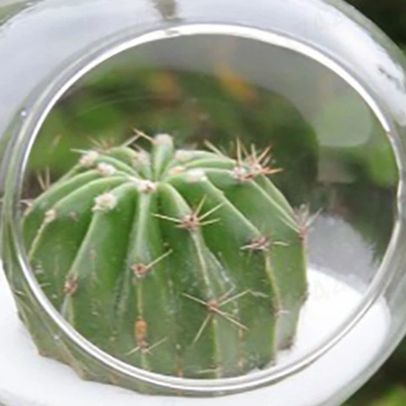Clear Flower Hanging Vase Glass Planter Succulents
