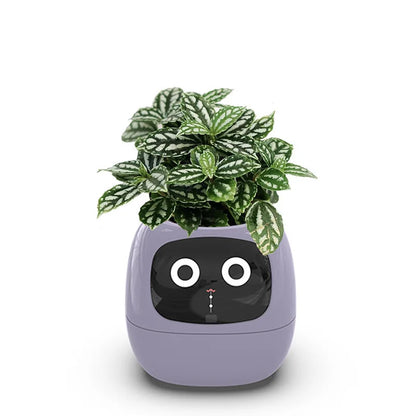 Ivy Smart Planter Endless Fun Over 49 Rich