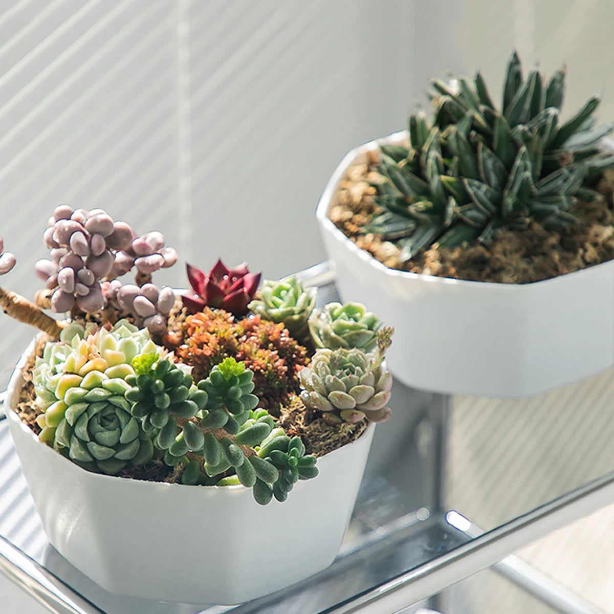 1PC succulent plant flowerpot large caliber flowerpot - MyLootWare